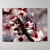 Poster Fleurs de fleurs de cerisier (Devant)