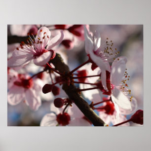 Poster Fleurs de fleurs de cerisier