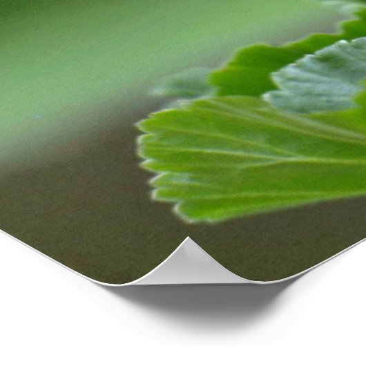 Poster Fleurs de fleurs de géranium rouge (Coin)