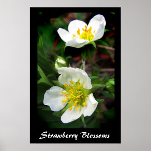 Poster Fleurs de fraises