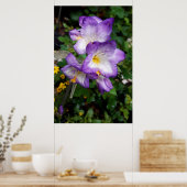 Poster Fleurs de Freesia Violettes (Cuisine)