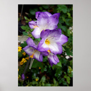 Poster Fleurs de Freesia Violettes