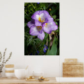 Poster Fleurs de Freesia Violettes (Cuisine)