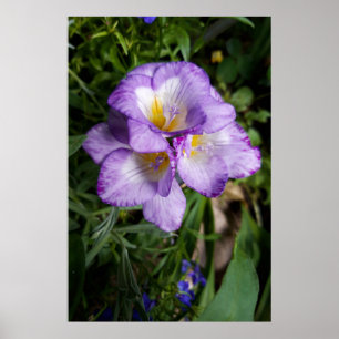Poster Fleurs de Freesia Violettes