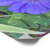 Poster Fleurs de Géranium Cranesbill Violet Floral (Coin)