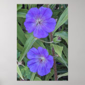 Poster Fleurs de Géranium Cranesbill Violet Floral (Devant)