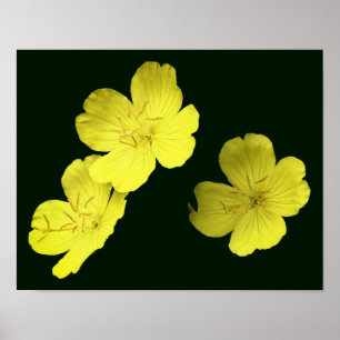 Poster Fleurs de géranium Jaune Flottantes