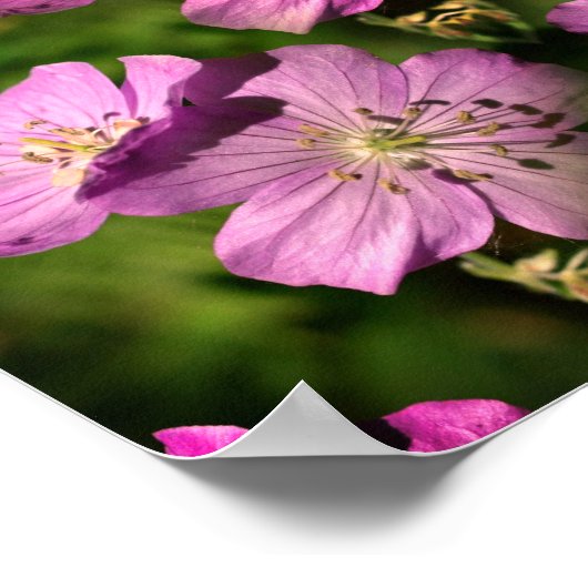 Poster Fleurs de géranium Multipliées Abstraites (Coin)