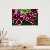 Poster Fleurs de géranium Regal Élégant Maroon Floral Lug (Cuisine)