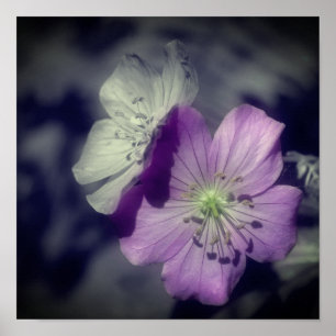 Poster Fleurs de Géranium Violet avec Couleur Partielle