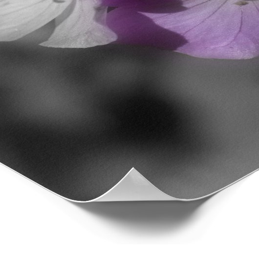 Poster Fleurs de géranium violet Couleur partielle (Coin)
