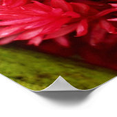 Poster Fleurs de gingembre, fleurs de Porto Rico (Coin)