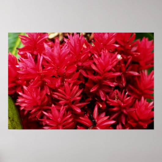 Poster Fleurs de gingembre, fleurs de Porto Rico (Devant)