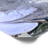 Poster Fleurs de Glace,  (Coin)