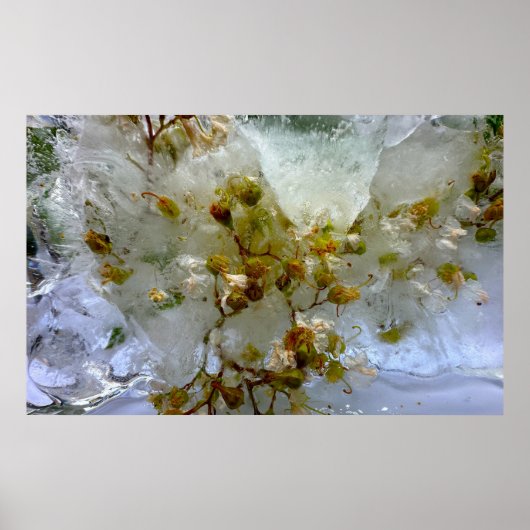Poster Fleurs de Glace,  (Devant)