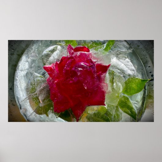 Poster Fleurs de Glace (Devant)