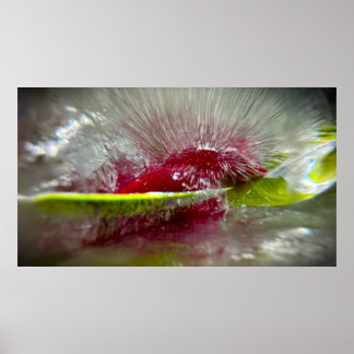 Poster Fleurs de Glace