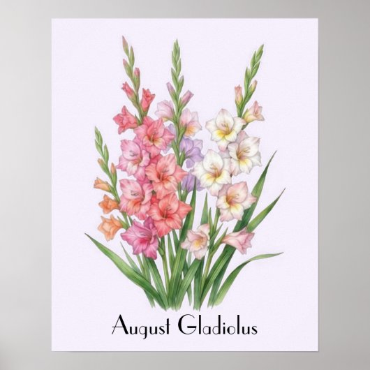 Poster Fleurs de glaïeul d'août (Devant)