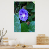 Poster Fleurs de gloire du matin, Ipomoea avec gouttes de (Cuisine)
