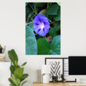 Poster Fleurs de gloire du matin, Ipomoea avec gouttes de (Bureau à domicile)
