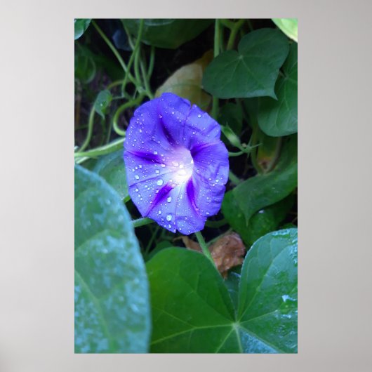 Poster Fleurs de gloire du matin, Ipomoea avec gouttes de (Devant)