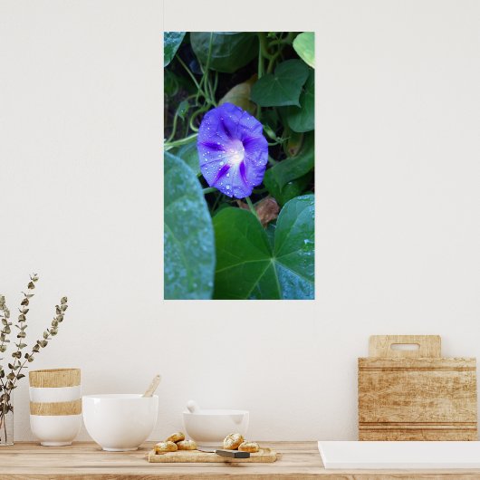 Poster Fleurs de gloire du matin, Ipomoea avec Raindrops (Cuisine)