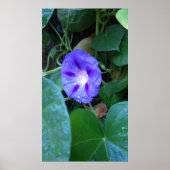 Poster Fleurs de gloire du matin, Ipomoea avec Raindrops (Devant)
