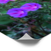 Poster Fleurs de gloire du matin sauvage intenses (Coin)