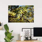 Poster Fleurs de Hamamélis (Bureau à domicile)