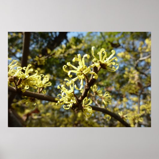 Poster Fleurs de Hamamélis (Devant)