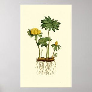 Poster Fleurs de Hellebore d'hiver