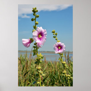 Poster Fleurs de hollyhocs roses