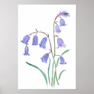 Poster fleurs de jacinthe d'eau aquarelle fleurs