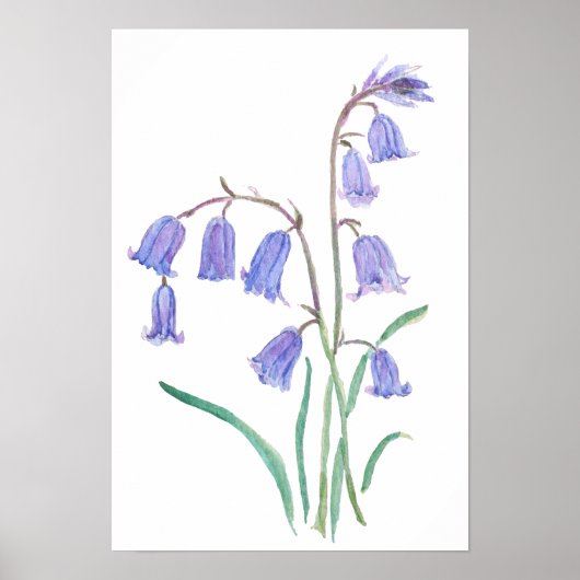 Poster fleurs de jacinthe d'eau aquarelle fleurs (Devant)