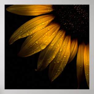Poster Fleurs de jardin 28 tournesol