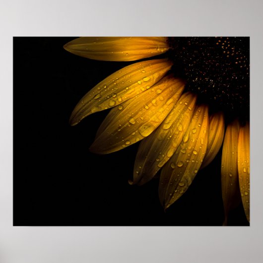 Poster Fleurs de jardin 28 tournesol (Devant)