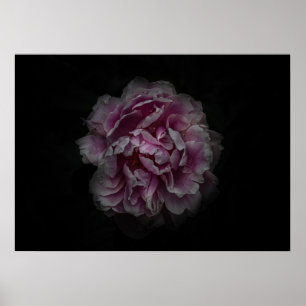 Poster Fleurs de jardin arrière n° 115 version couleur