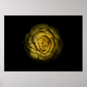 Poster Fleurs de jardin arrière N° 85 Version couleur