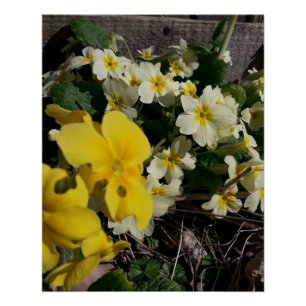 Poster Fleurs de jardin blanches et jaunes