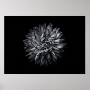 Poster Fleurs de jardin en noir et blanc 20
