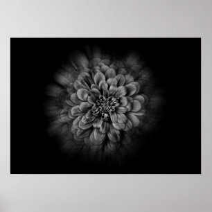Poster Fleurs de jardin en noir et blanc n° 54 Flow