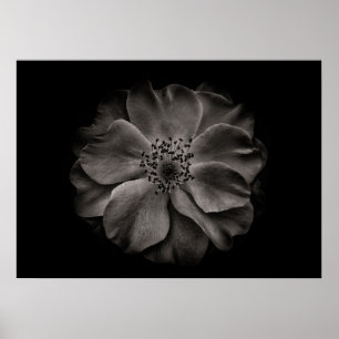 Poster Fleurs de jardin en noir et blanc n° 84