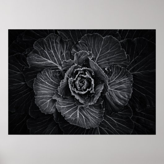 Poster Fleurs De jardin En Noir Et Blanc No 108 (Devant)