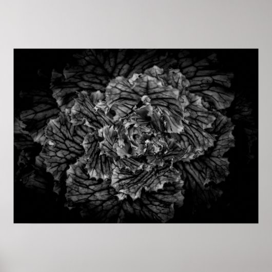 Poster Fleurs De jardin En Noir Et Blanc No 42 (Devant)