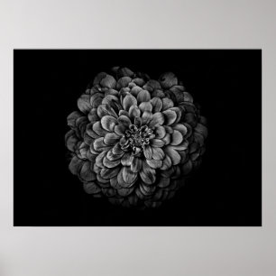 Poster Fleurs De jardin En Noir Et Blanc No 54