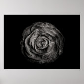 Poster Fleurs De jardin En Noir Et Blanc No 72 (Devant)