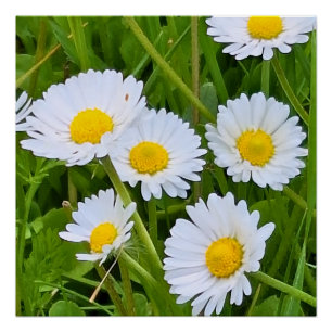 Poster Fleurs de jardin sauvage Roumanie – Photographie d
