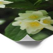 Poster Fleurs de jasmin dans le jardin (Coin)