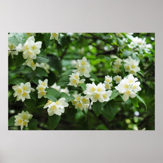 Poster Fleurs de jasmin dans le jardin (Devant)