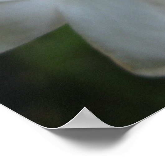 Poster Fleurs de jasmin rose (Coin)